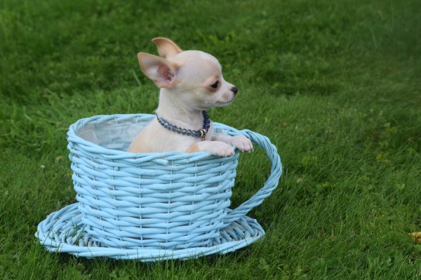 Chihuahua (reu) 36926