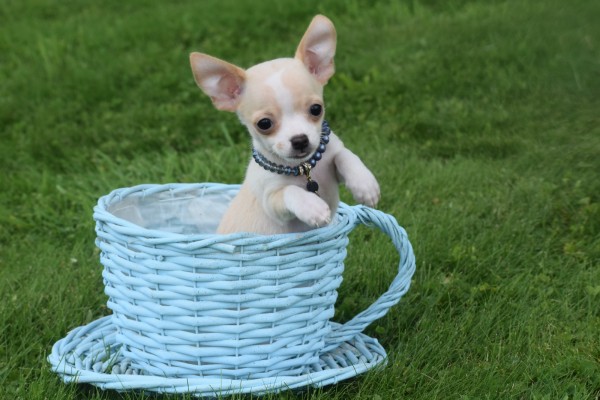 Chihuahua (reu) 36926