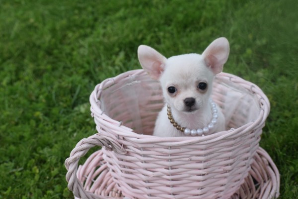 Chihuahua (teef) 36902