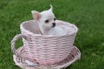 Chihuahua (teef) 36902