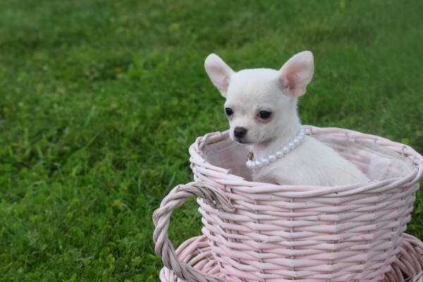 Chihuahua (teef) 36902