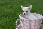 Chihuahua (teef) 36902