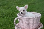 Chihuahua (teef) 36902