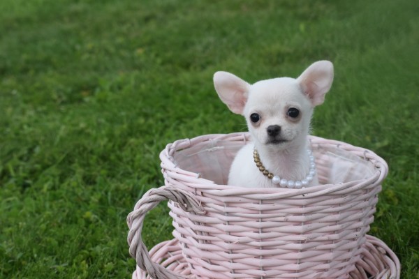 Chihuahua (teef) 36902