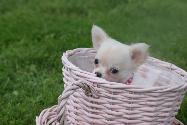 Chihuahua (teef) 36906