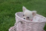 Chihuahua (teef) 36906