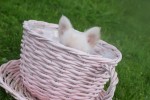 Chihuahua (teef) 36906