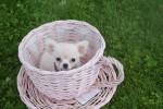 Chihuahua (teef) 36906