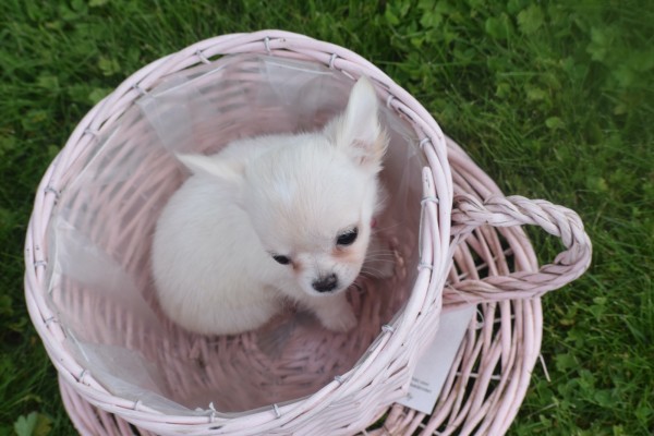 Chihuahua (teef) 36906