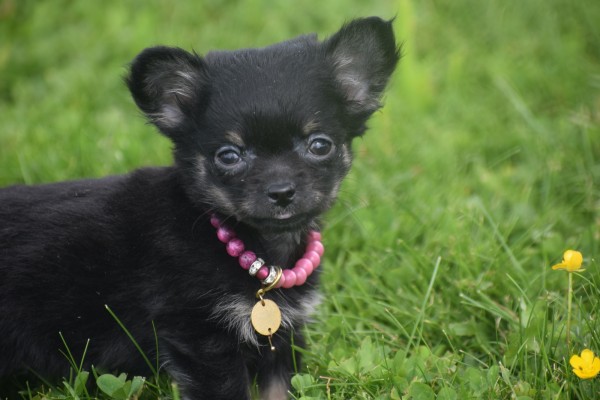 Chihuahua (teef) 36890