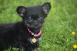 Chihuahua (teef) 36890