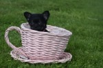 Chihuahua (teef) 36890