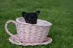 Chihuahua (teef) 36890