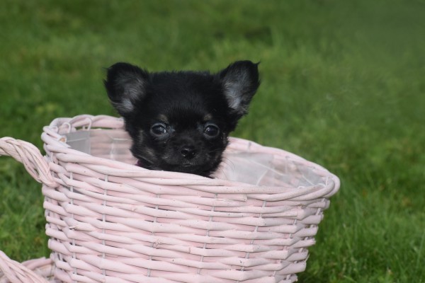 Chihuahua (teef) 36890