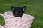 Chihuahua (teef) 36890