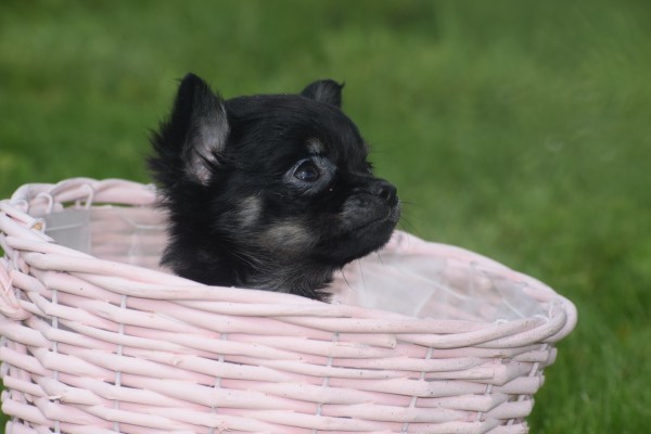 Chihuahua (teef) 36890