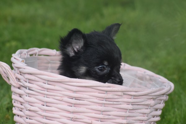 Chihuahua (teef) 36890