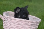 Chihuahua (teef) 36890
