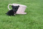Chihuahua (teef) 36890
