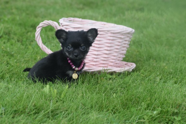 Chihuahua (teef) 36890