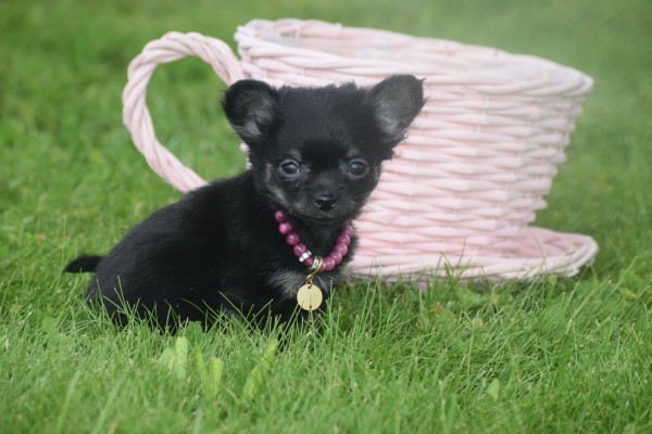 Chihuahua (teef) 36890