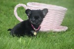 Chihuahua (teef) 36890