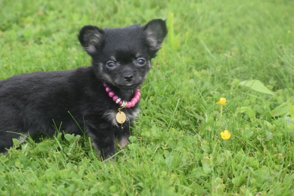 Chihuahua (teef) 36890