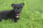 Chihuahua (teef) 36890