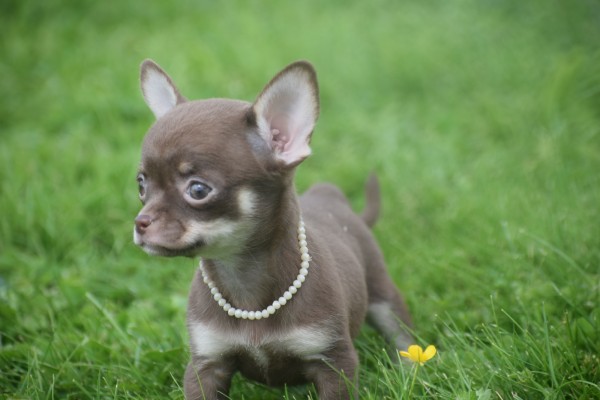 Chihuahua (teef) 37047