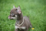 Chihuahua (teef) 37047