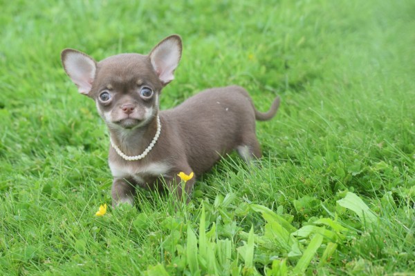 Chihuahua (teef) 37047