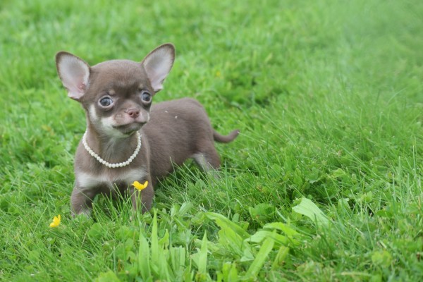 Chihuahua (teef) 37047