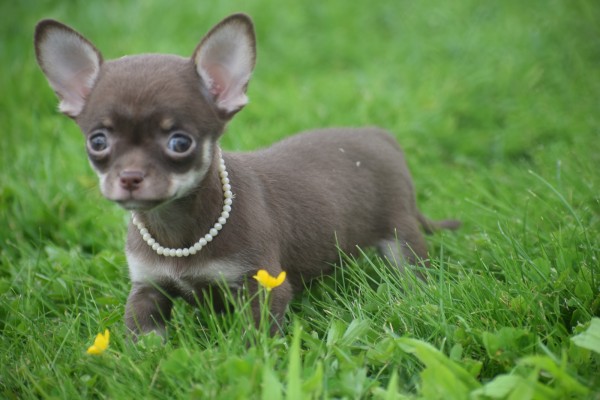 Chihuahua (teef) 37047