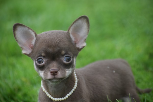Chihuahua (teef) 37047