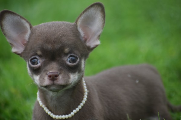 Chihuahua (teef) 37047