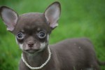 Chihuahua (teef) 37047
