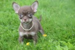 Chihuahua (teef) 37047