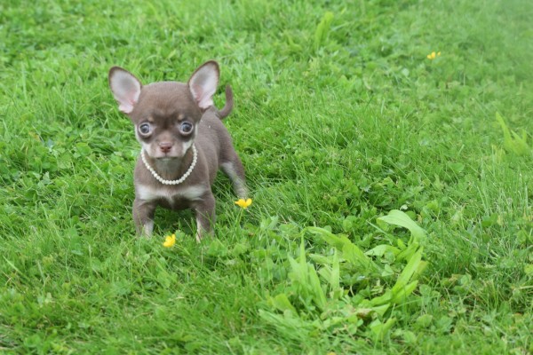Chihuahua (teef) 37047