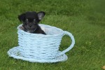 Chihuahua (reu) 37313
