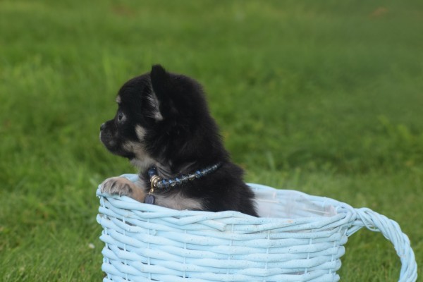 Chihuahua (reu) 37313
