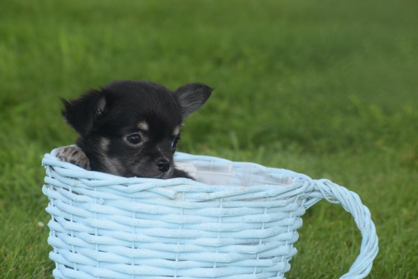 Chihuahua (reu) 37313