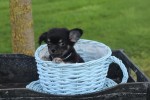 Chihuahua (reu) 37313