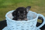 Chihuahua (reu) 37313