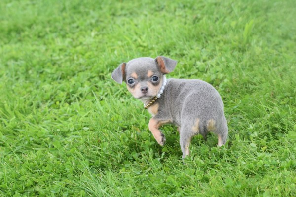 Chihuahua (teef) 37067