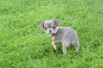 Chihuahua (teef) 37067