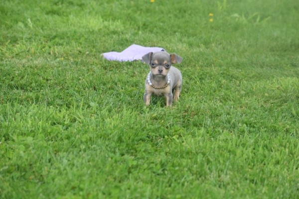 Chihuahua (teef) 37067