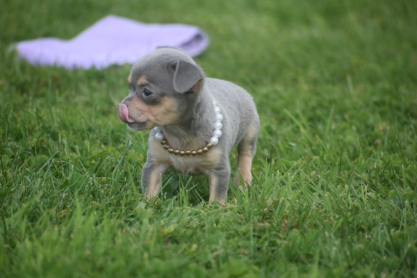 Chihuahua (teef) 37067