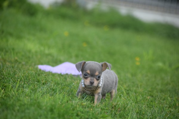 Chihuahua (teef) 37067
