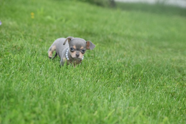 Chihuahua (teef) 37067