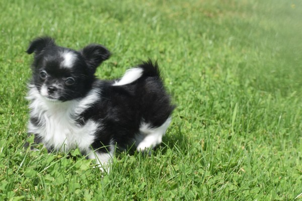 Chihuahua (teef) 28731